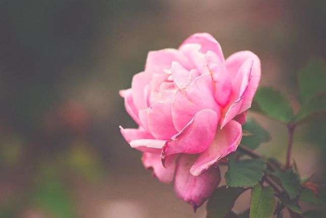 Квіти в об'єктиві Лізи Бріанд - фото 273543