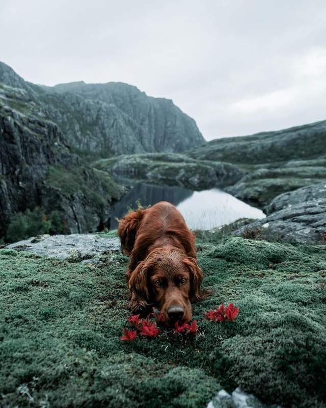 Норвежець з собакою мандрують світом - фото 278736