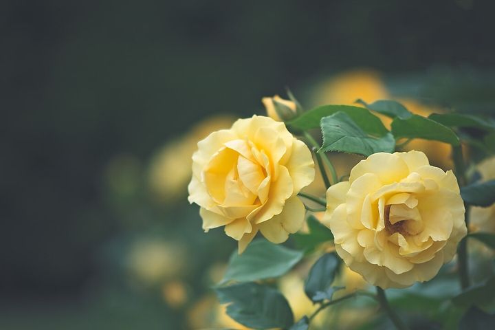 Квіткова естетика від фотографа Лізи Бріанд: заворожуючі кадри