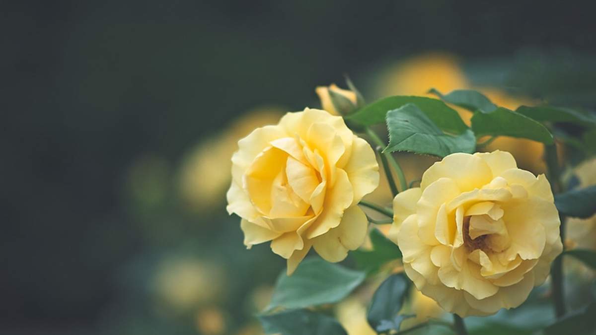 Квіти в об'єктиві Лізи Бріанд - фото 1