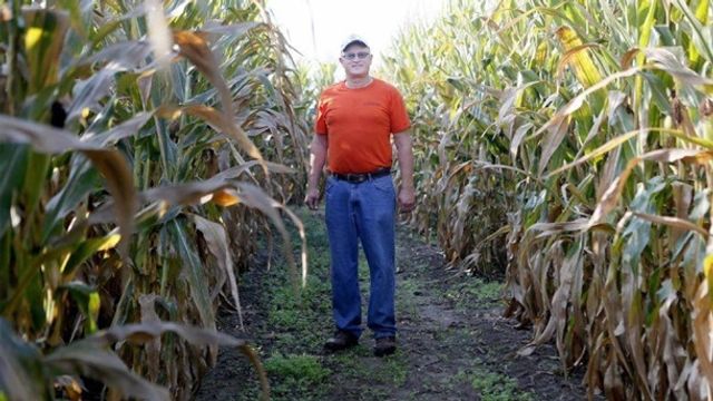 Чоловік створив інопланетний лабіринт з кукурудзи- фото 279213