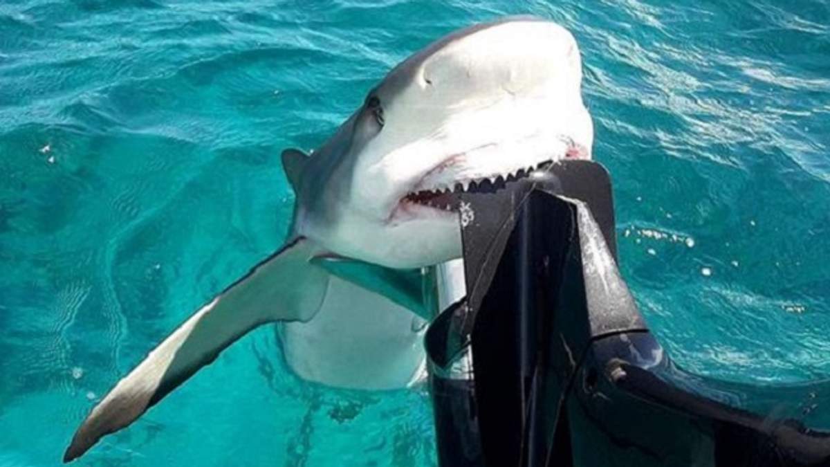 Несподівана атака акули - фото 1