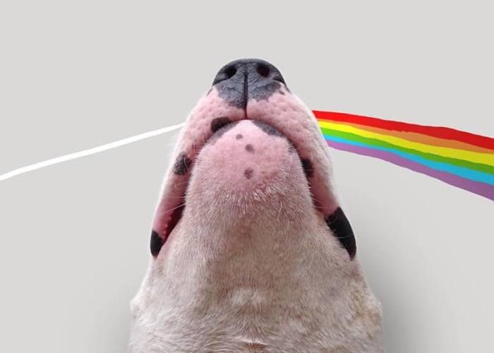 Чоловік створює кумедні ілюстрації зі своїм собакою: веселі фото