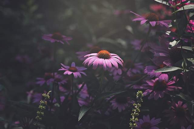 Квіти в об'єктиві Лізи Бріанд - фото 273553