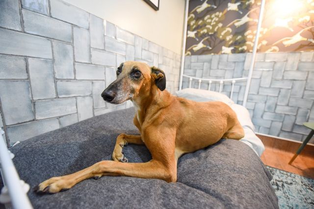 У Великобританії відкрили розкішний готель для собак - фото 277150