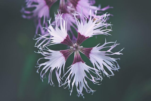 Квіти в об'єктиві Лізи Бріанд - фото 273555