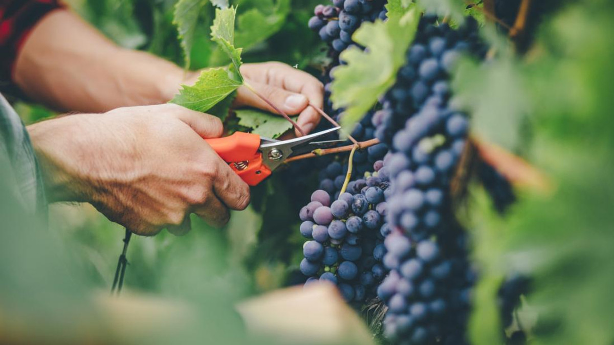 Лише декілька видів винограду можуть принести максимум користі - фото 1