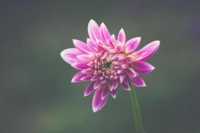 Квіти в об'єктиві Лізи Бріанд - фото 273544