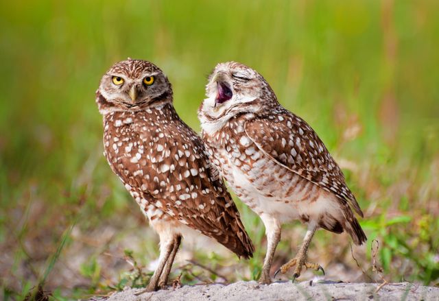 Найкращі гумористичні фото дикої природи 2018 - фото 276044