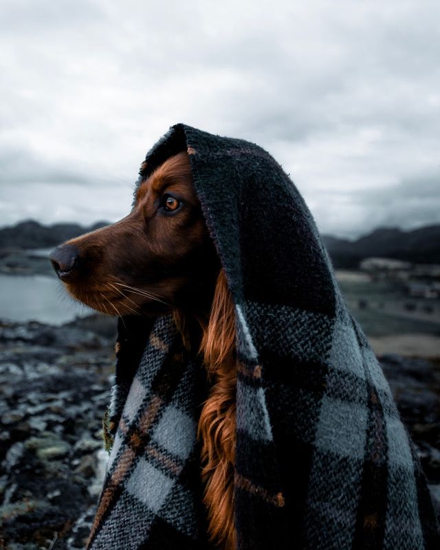 Норвежець з собакою мандрують світом - фото 278728