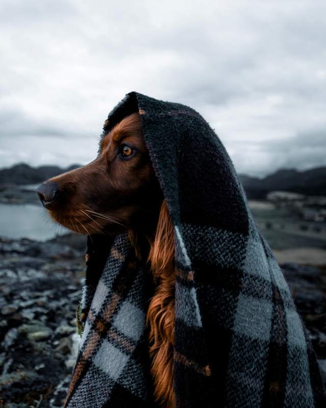 Норвежець з собакою мандрують світом - фото 278728