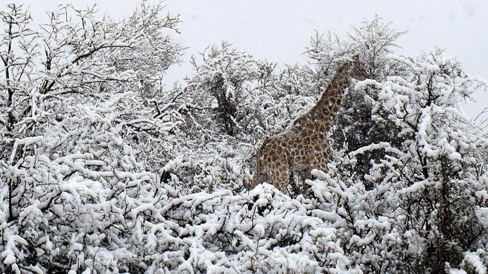 У Південній Африці випав сніг: фотофакт