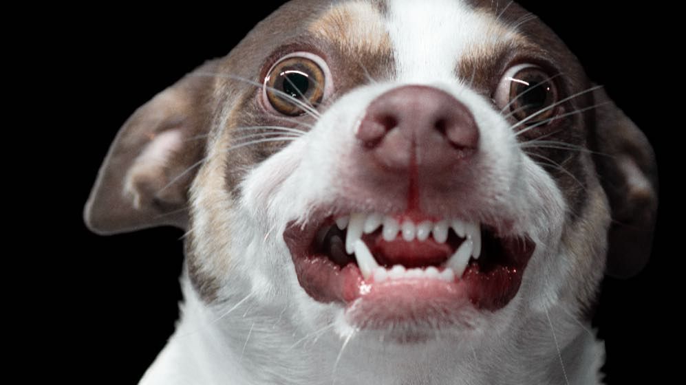 Найзліший пес у світі підірвав мережу: смішне відео