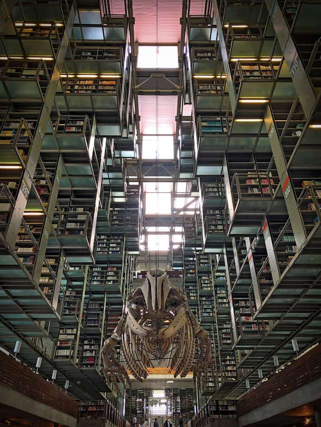 Ефектна бібліотека у Мехіко - фото 279183
