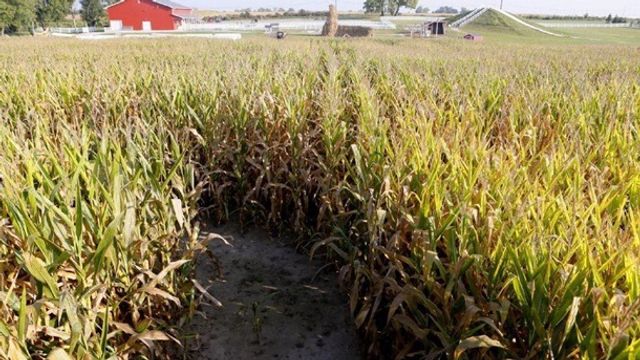 Чоловік створив інопланетний лабіринт з кукурудзи- фото 279211