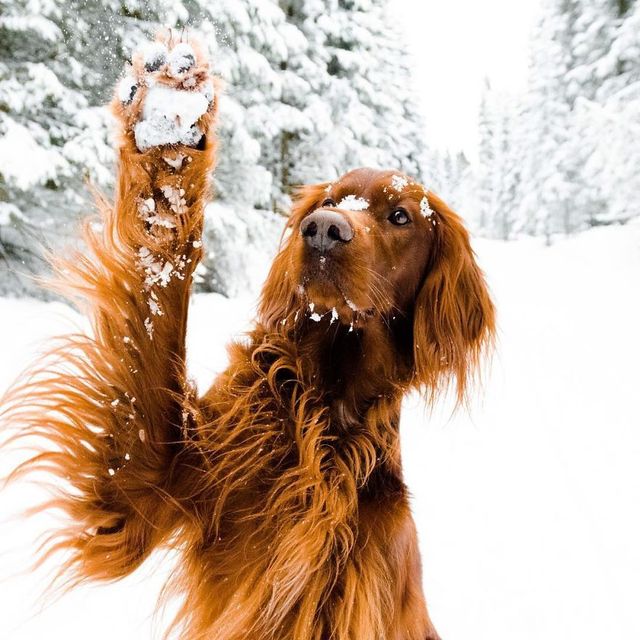 Норвежець з собакою мандрують світом - фото 278724