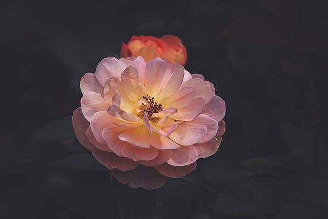 Квіти в об'єктиві Лізи Бріанд - фото 273550