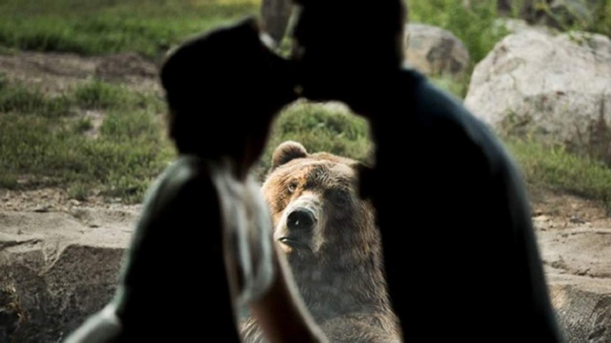 Ведмідь підкорив мережу - фото 1