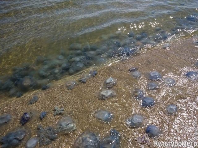 Медузи-гіганти заполонили одеський пляж - фото 276557