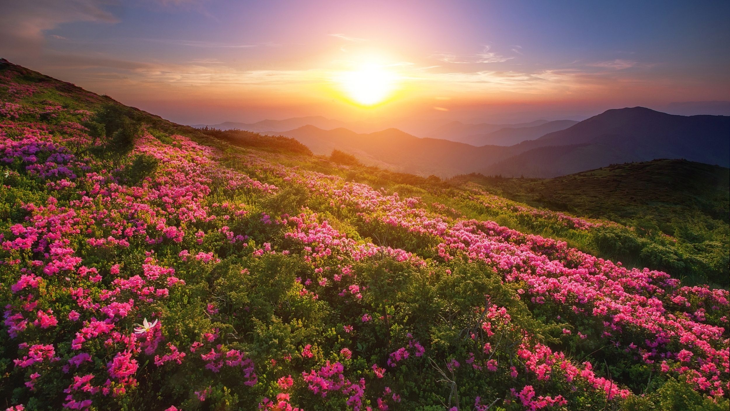 Зазвичай ці квіти розпускаються в кінці травня - фото 1