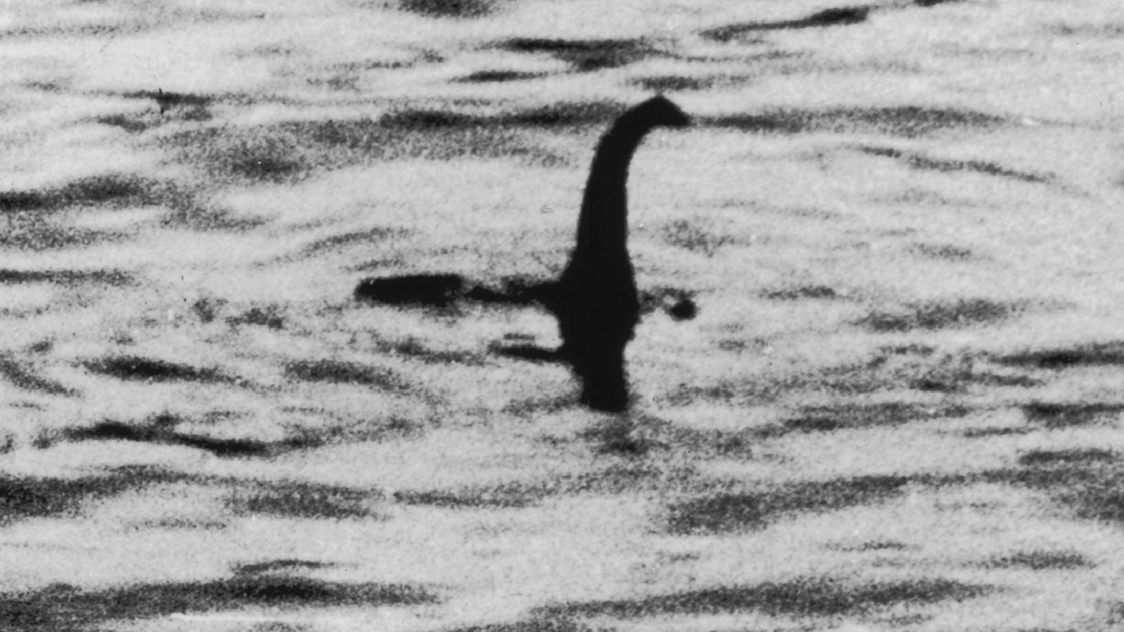 Знімок дійсно дозволяє побачити силует дивної істоти - фото 1