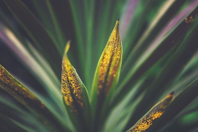 Квіти в об'єктиві Лізи Бріанд - фото 273547