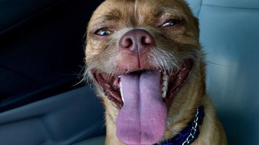 Здається, цей собака усвідомив сенс життя