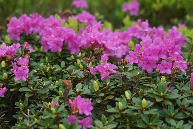 Біля підніжжя Говерли трапилася природна аномалія- фото 276582