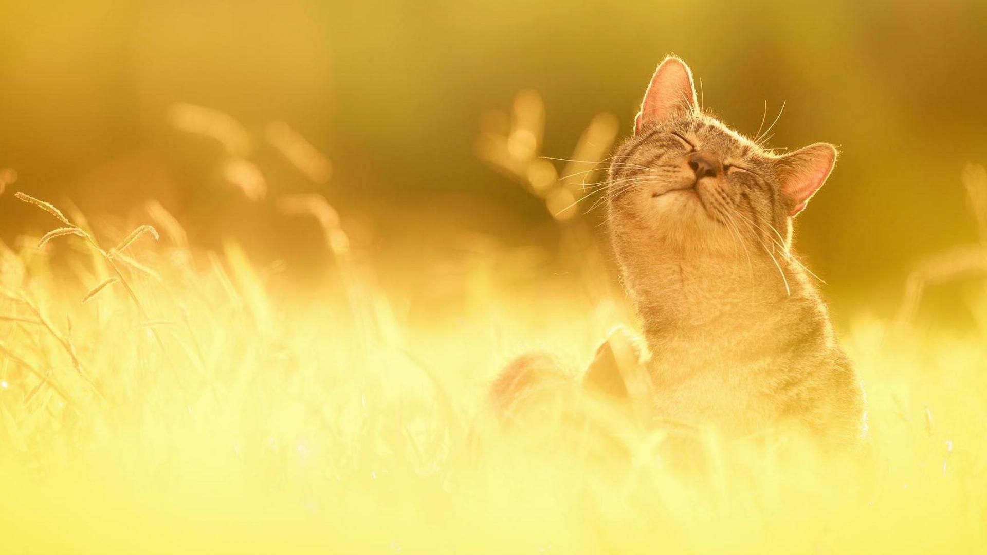 Погода в Україні: синоптики пообіцяли потепління