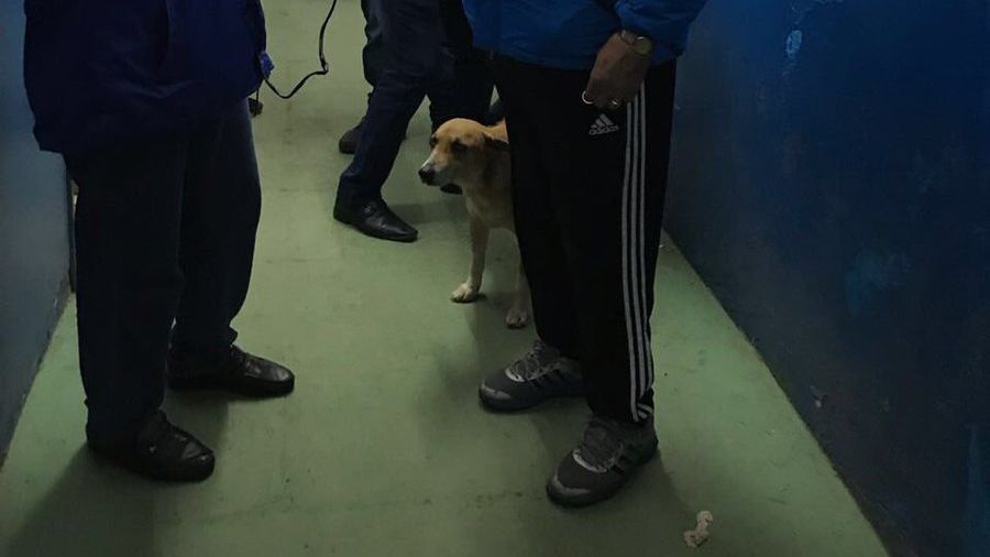 Бездомний пес став помічником футбольного тренера