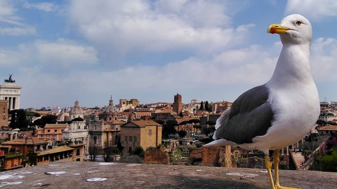 Штурхнув чайку – плати: у США оштрафували чоловіка