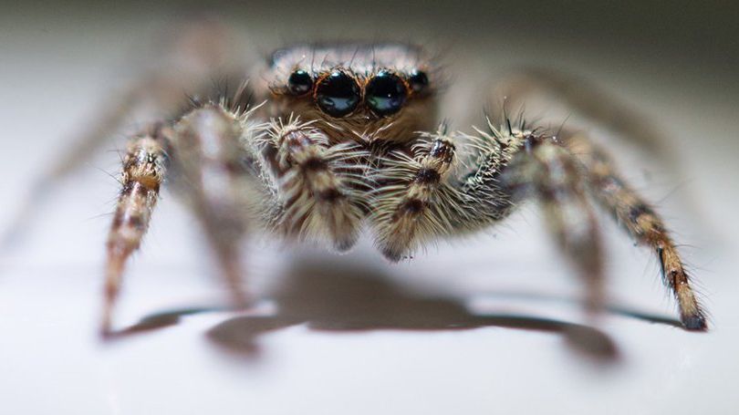 У Британії павуки рік залякували жінку моторошною піснею з жахів