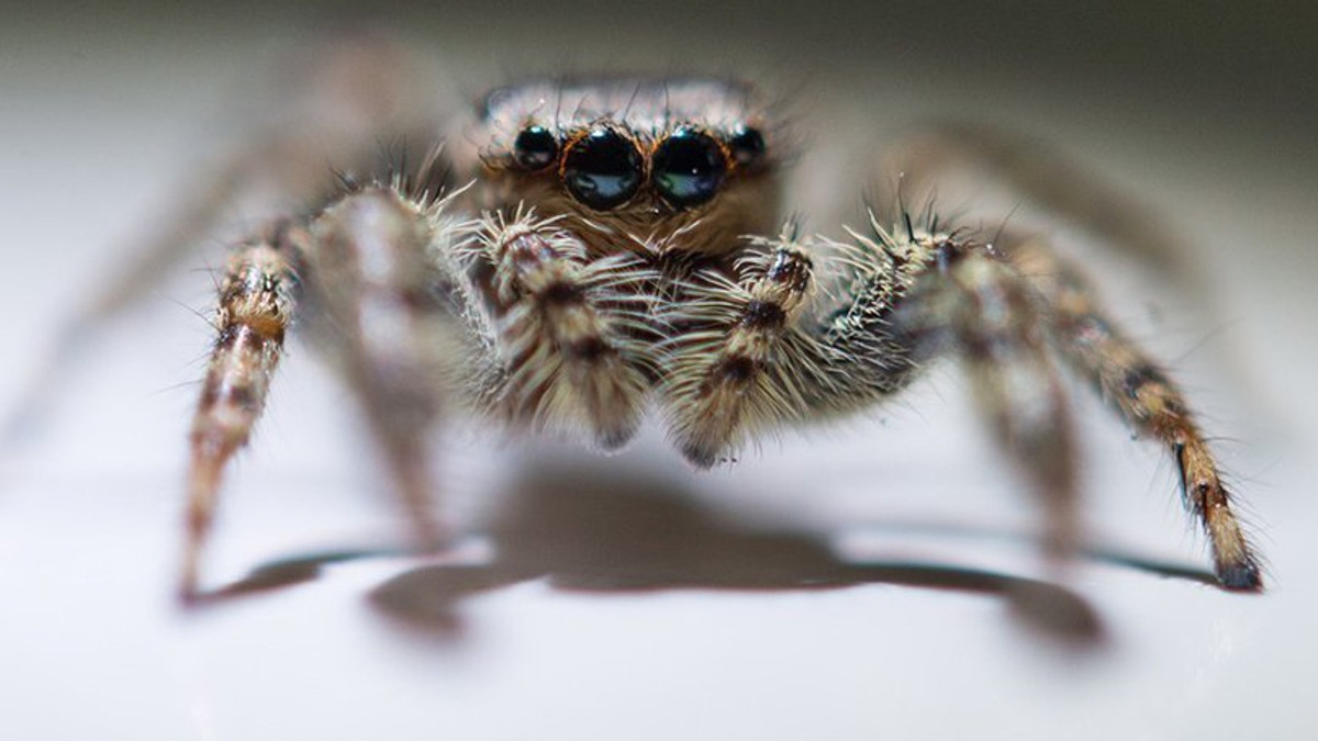 Павуки - фото 1