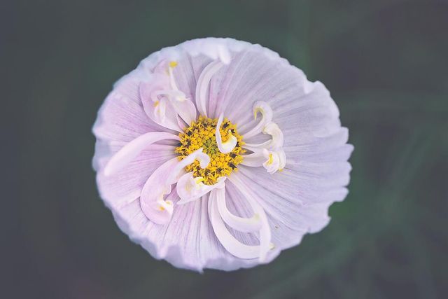 Квіти в об'єктиві Лізи Бріанд - фото 273549