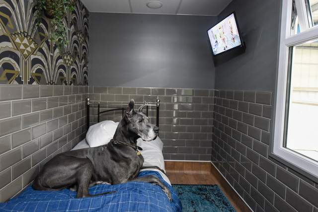 У Великобританії відкрили розкішний готель для собак - фото 277153