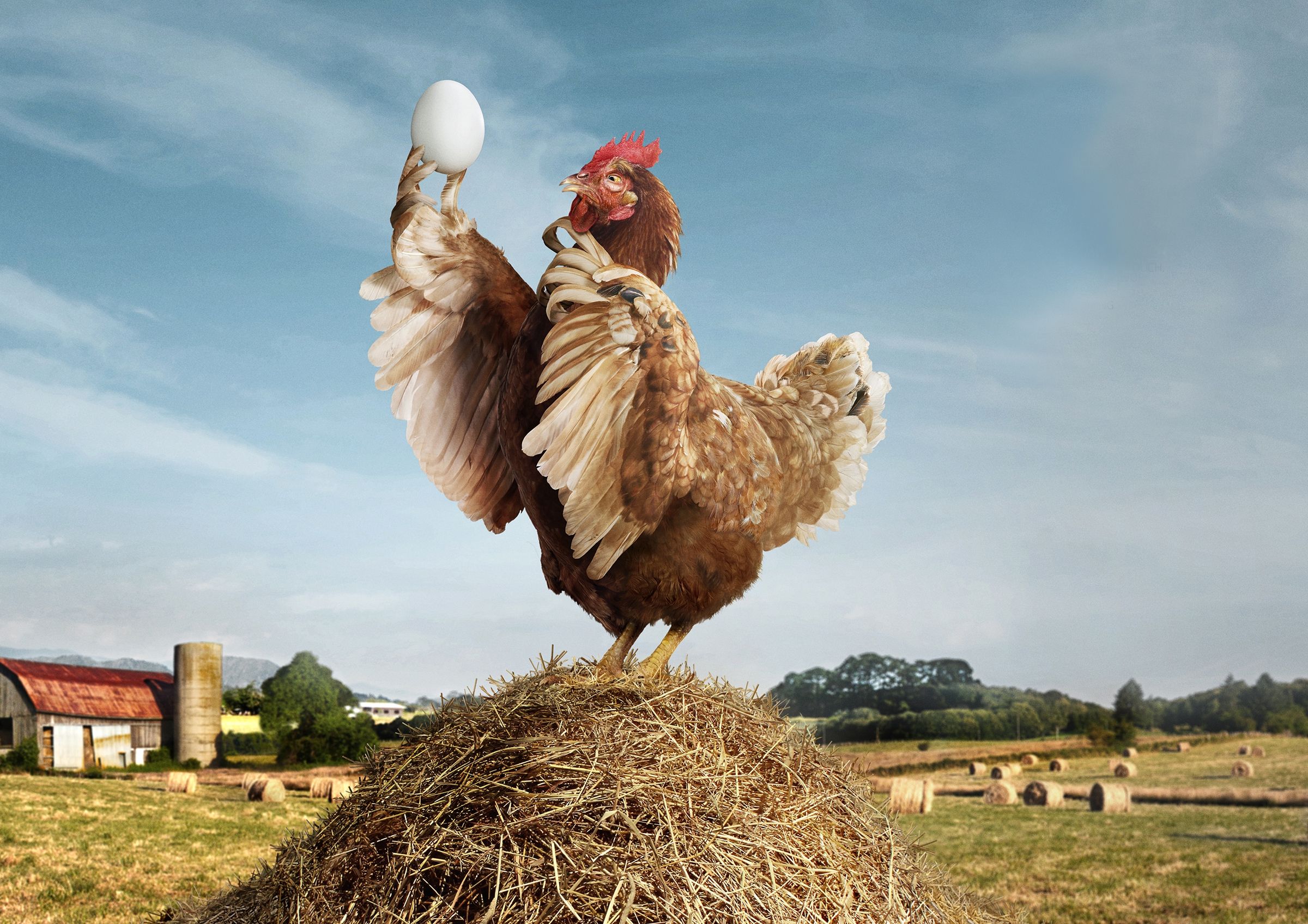 Яйце чи курка: фізики вирішили знайти відповідь на філософське питання