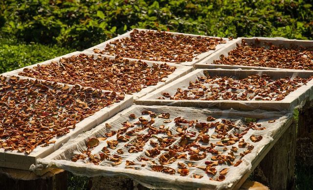 Сушимо гриби на сонці - фото 273878