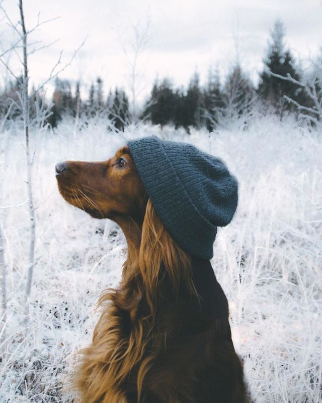 Норвежець з собакою мандрують світом - фото 278730