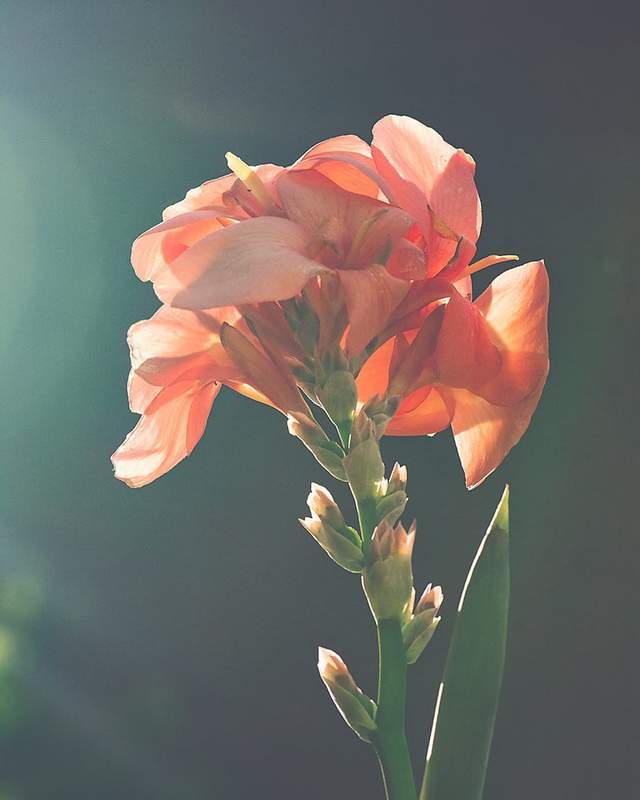 Квіти в об'єктиві Лізи Бріанд - фото 273554