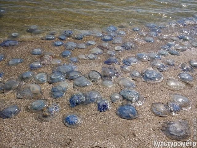 Медузи-гіганти заполонили одеський пляж - фото 276560