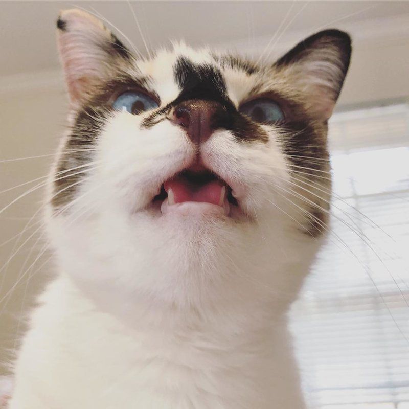 Коти, які чхають: епічні фото пухнастиків