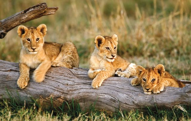 Уперше народилися левенята з пробірки - фото 275758