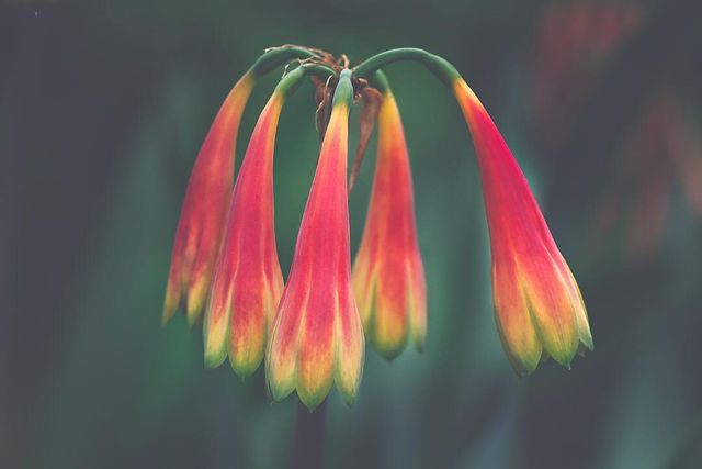 Квіти в об'єктиві Лізи Бріанд - фото 273552