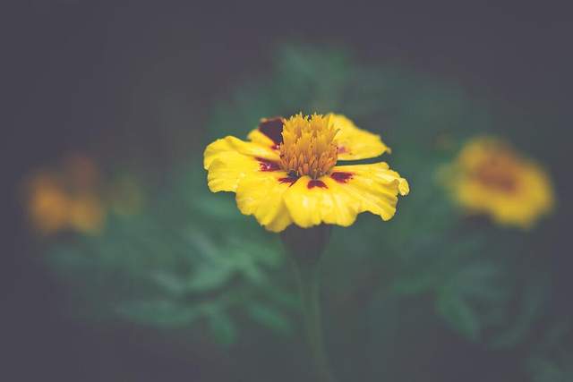 Квіти в об'єктиві Лізи Бріанд - фото 273546
