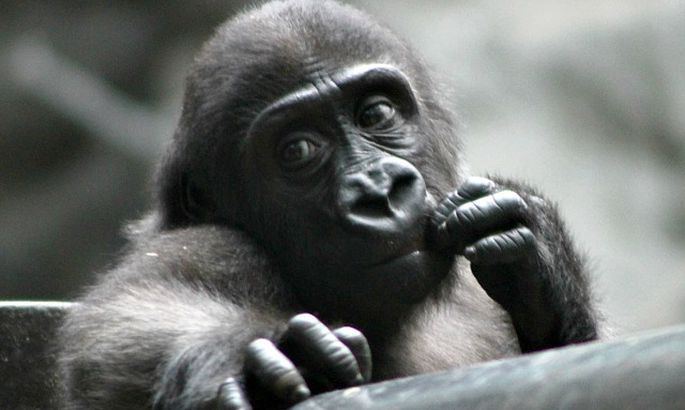 Незграбна маленька горила насмішила туристів: кумедне відео