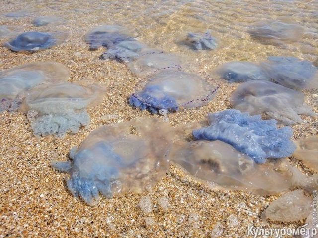 Медузи-гіганти заполонили одеський пляж - фото 276554