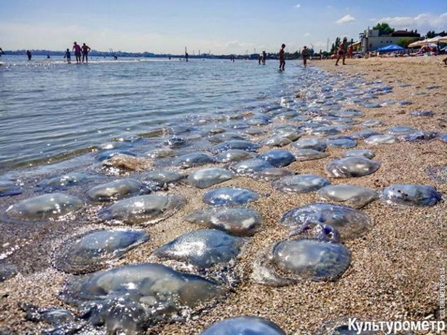 Медузи-гіганти заполонили одеський пляж - фото 276559