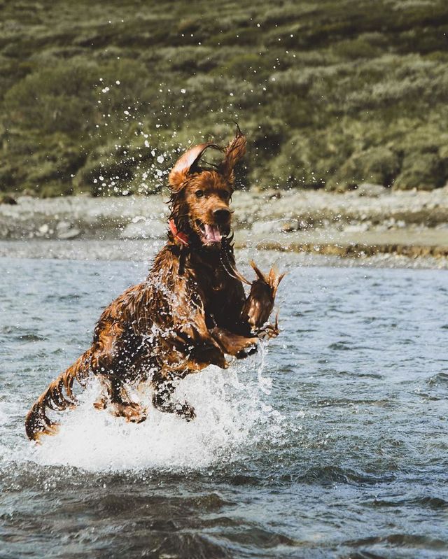 Норвежець з собакою мандрують світом - фото 278732