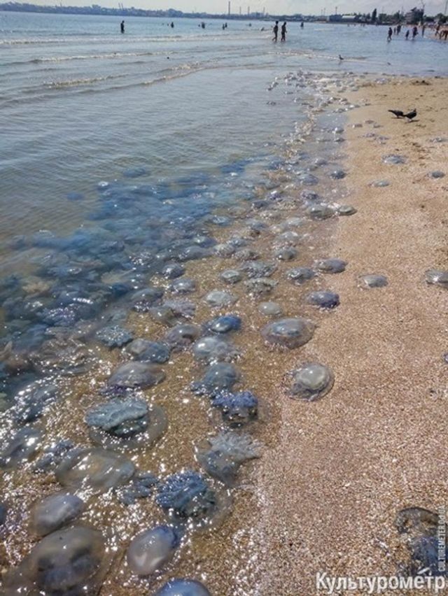 Медузи-гіганти заполонили одеський пляж - фото 276556
