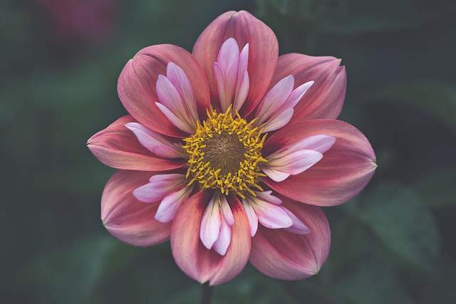 Квіти в об'єктиві Лізи Бріанд - фото 273551